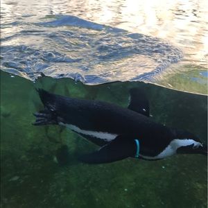 Meet your Posher, Jailene