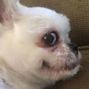 Meet your Posher, Ollie