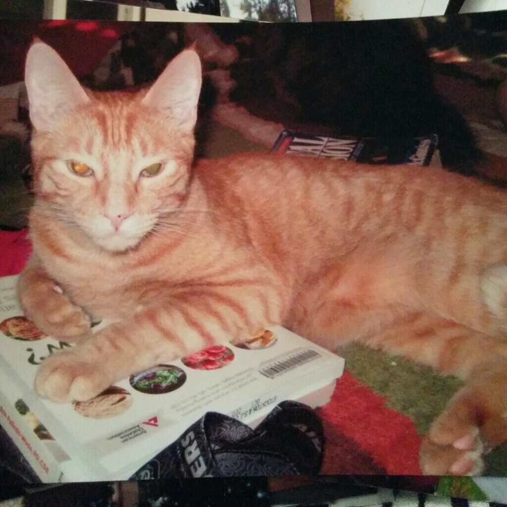 Meet your Posher, Rosa