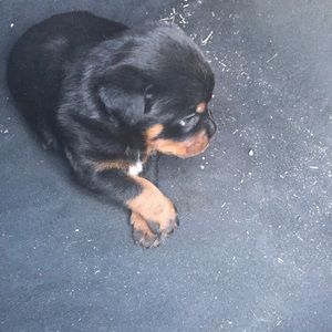 Meet your Posher, Blue