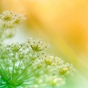 Meet your Posher, Chialin