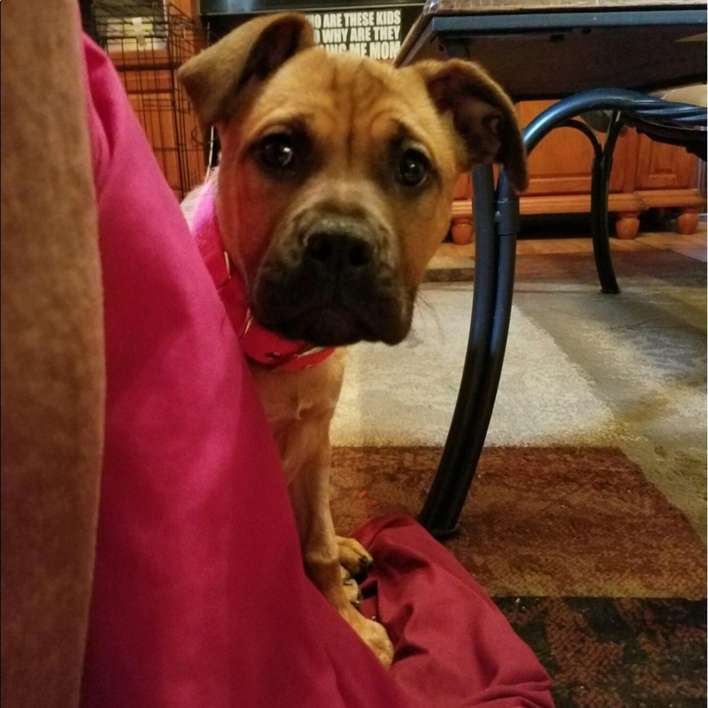 Meet your Posher, Sharon and my niece’s dog, Bella