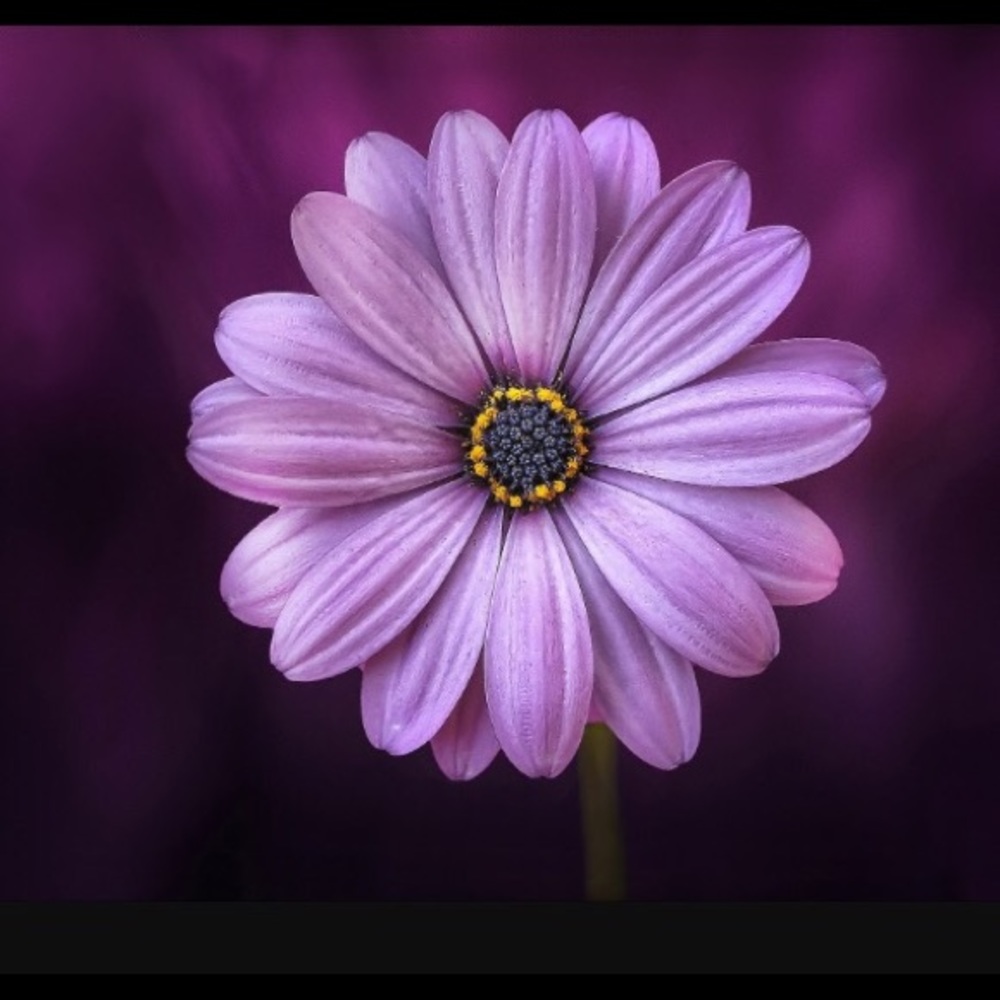 Meet your Posher, Destiny