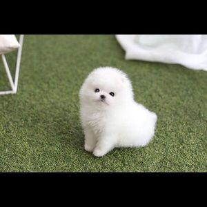 Meet your Posher, Suong