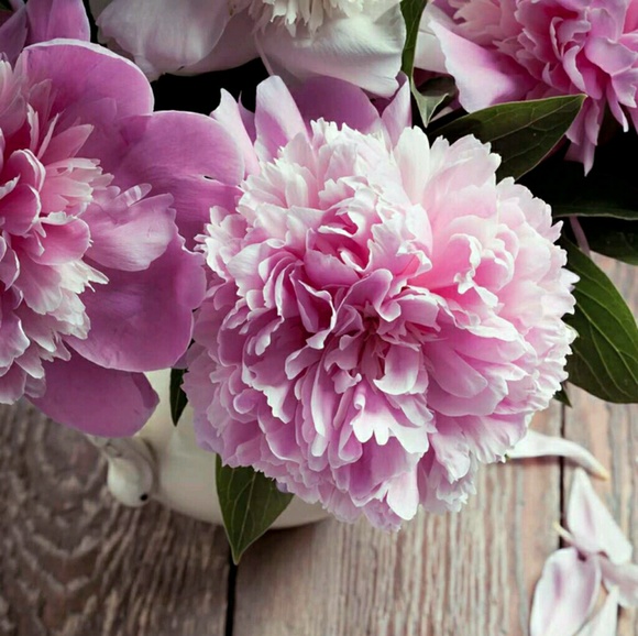 Meet your Posher, Donna - Picture 1 of 1