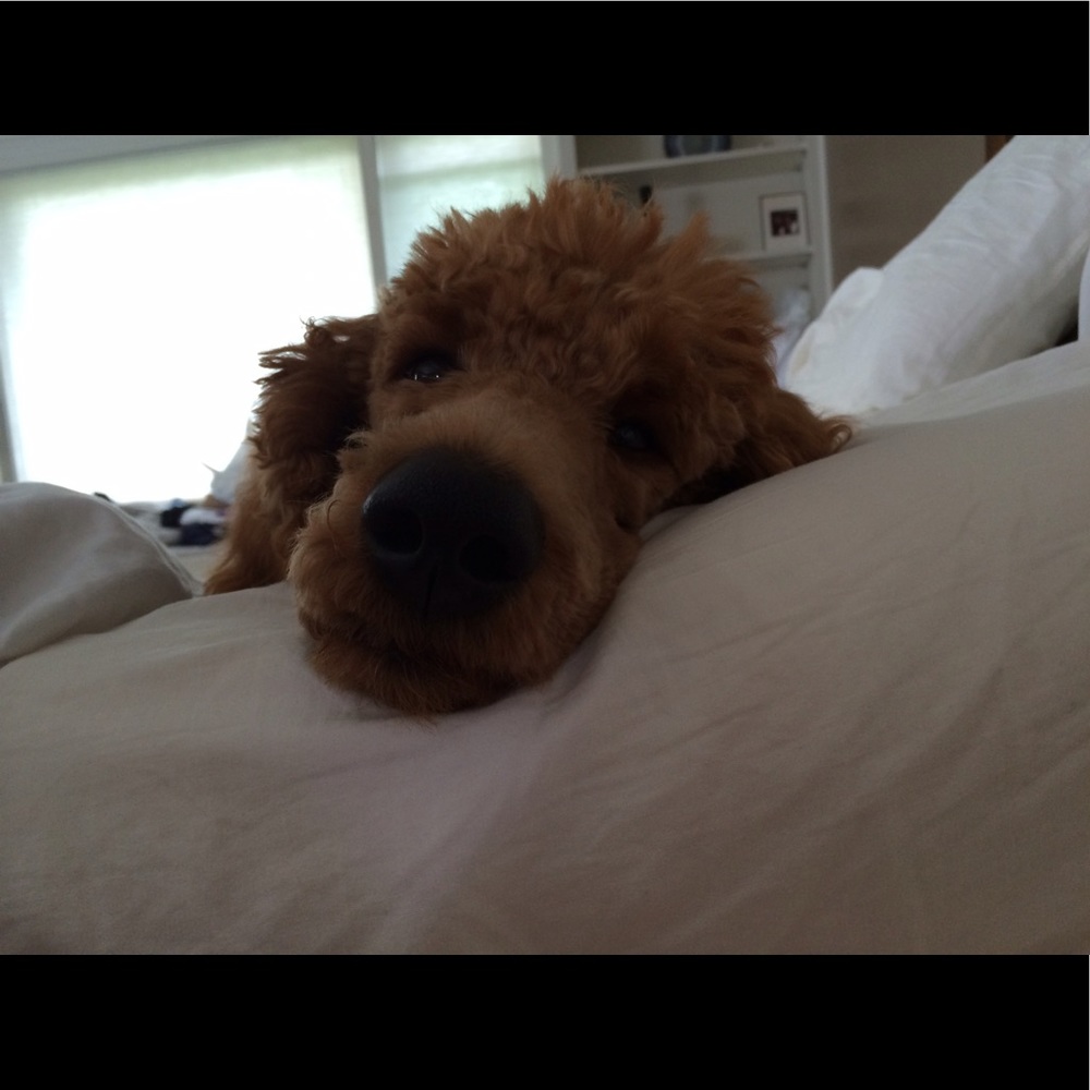 Meet your Posher, Laura