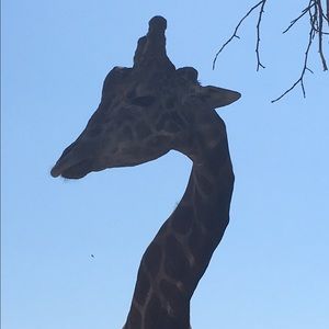 Meet your Posher, Connie