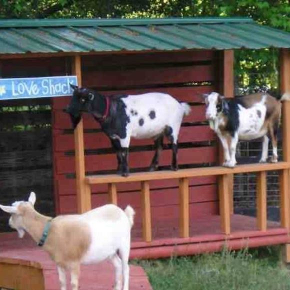 Meet your Posher, Terri - Picture 1 of 1