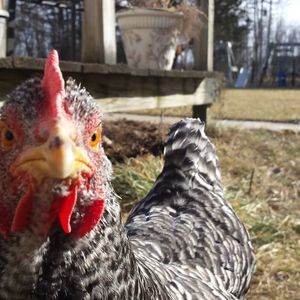 Meet your Posher, Laura