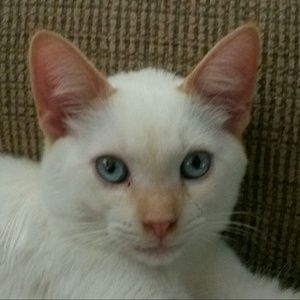 Meet your Posher, Monique