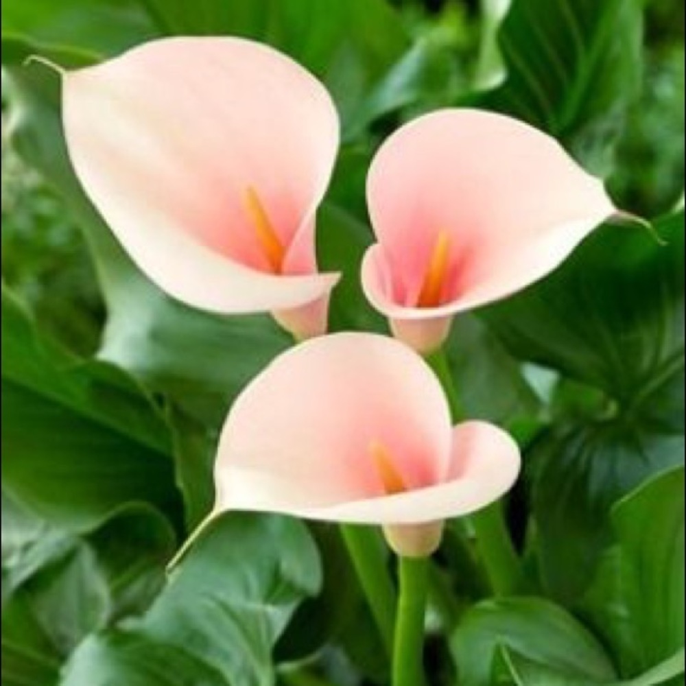 Meet your Posher, Sheila