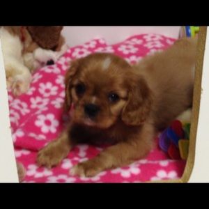 Meet your Posher, Heidi