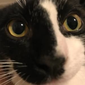 Meet your Posher, Robert