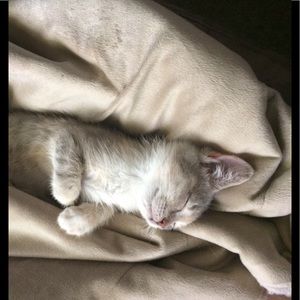 Meet your Posher, Tammy