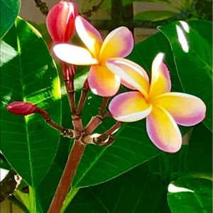 Meet your Posher, Sally