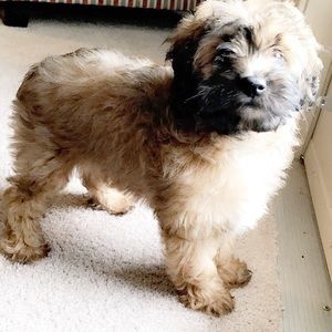 Meet your Posher, Bobby