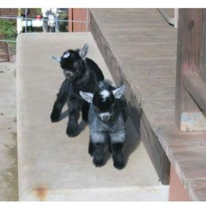 Meet your Posher, Patricia