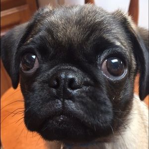 Meet your Posher, Anne