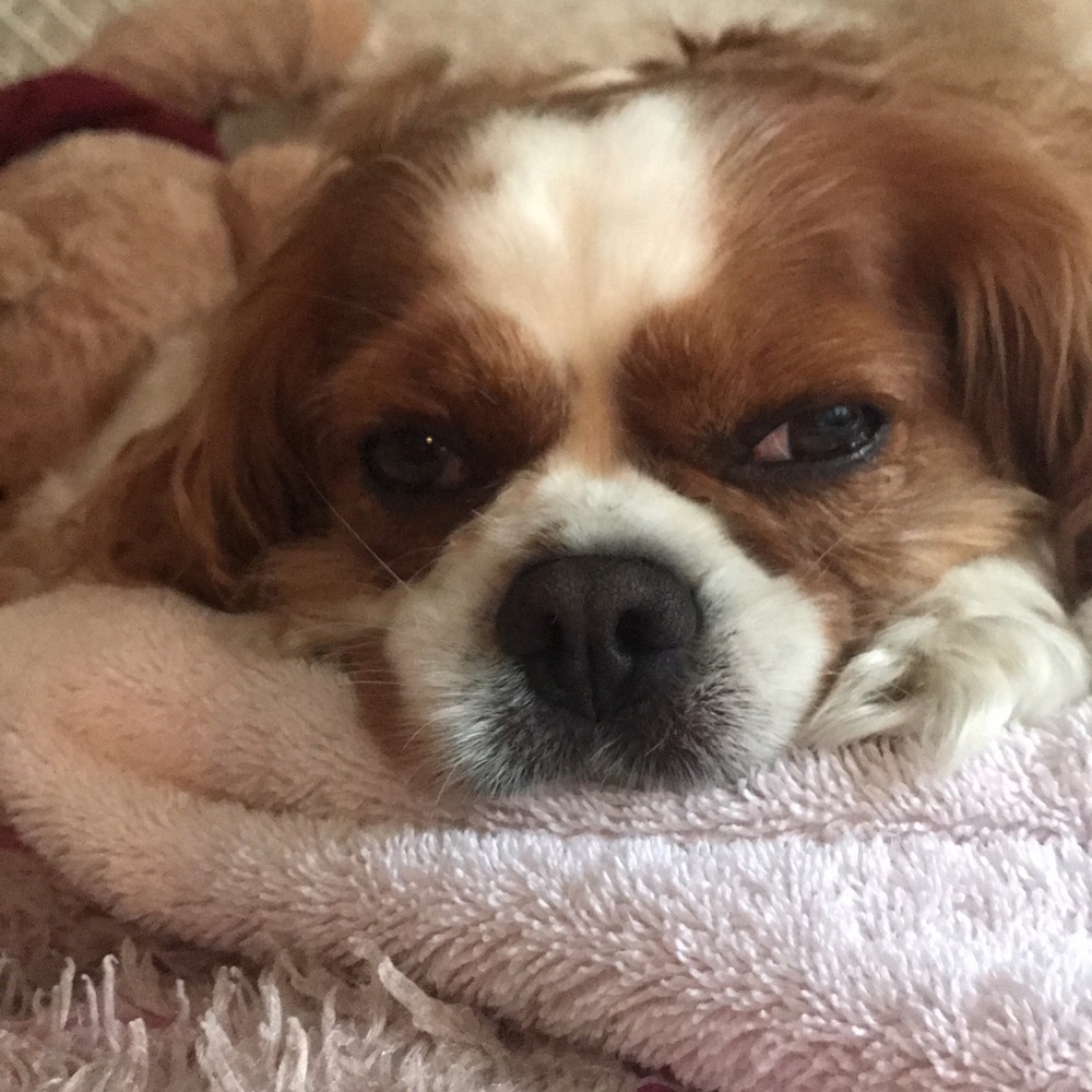 Meet your Posher, Ashley