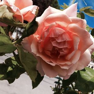 Meet your Posher, Nancy