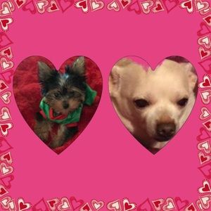 Meet your Posher, Tasha