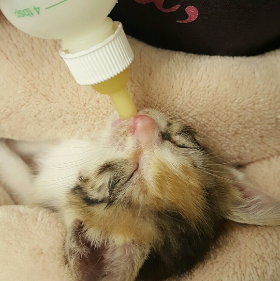 Your purchases give us a chance at life! - Picture 2 of 6