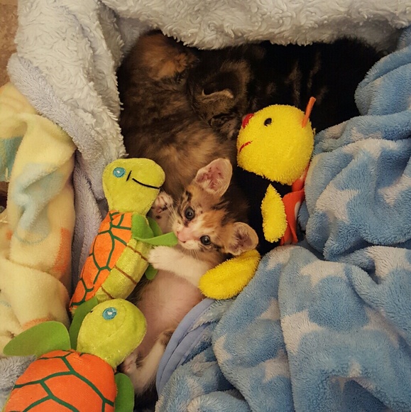 Your purchases give us a chance at life! - Picture 3 of 6