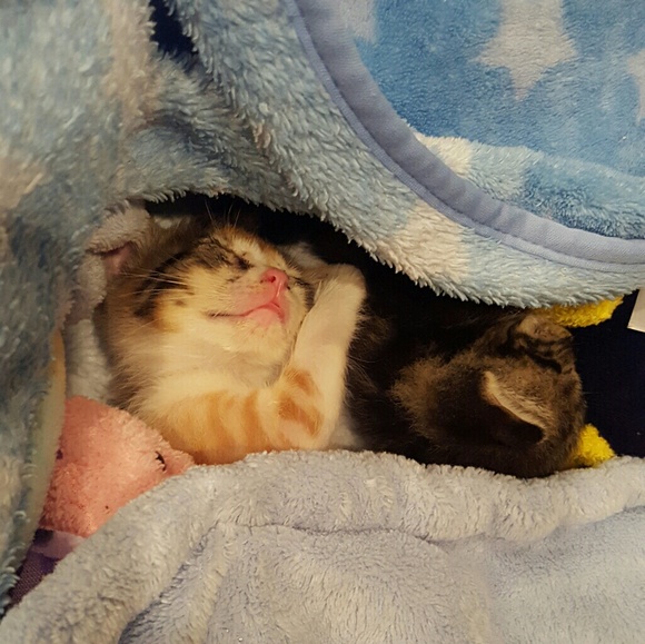 Your purchases give us a chance at life! - Picture 4 of 6