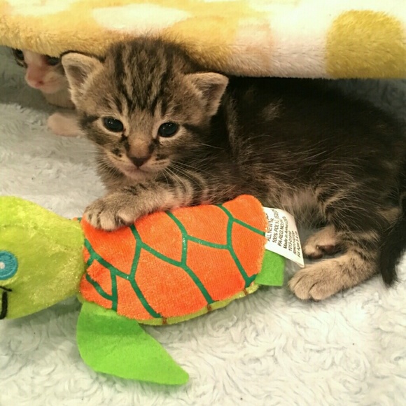 Your purchases give us a chance at life! - Picture 6 of 6