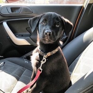 Meet your Posher, Bailey