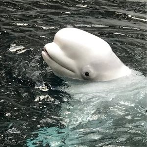 Meet your Posher, Chriss