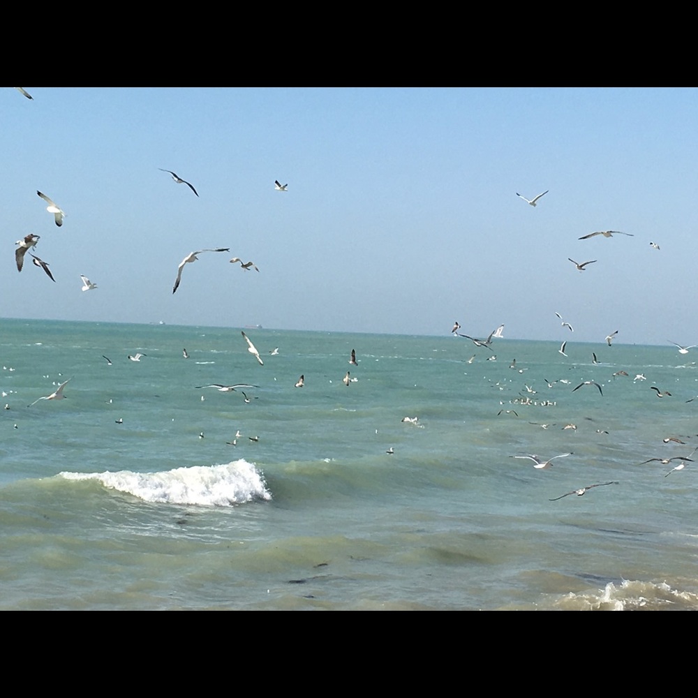 Meet your Posher, Golnaz