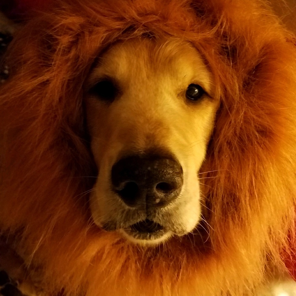 Meet your Posher, Linda