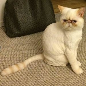 Meet your Posher, Alex