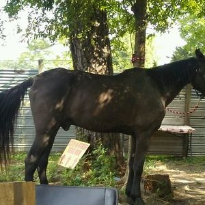 Meet your Posher, Treena