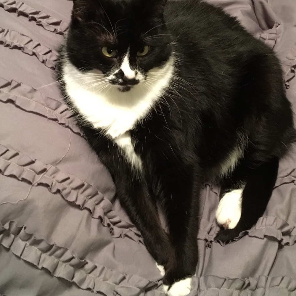 Assistant