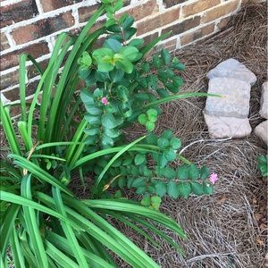 Meet your Posher, Evelyn