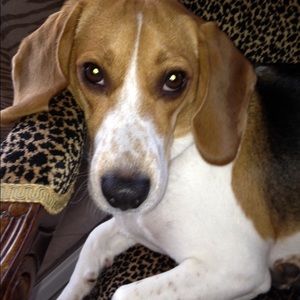 Meet your Posher, Amy