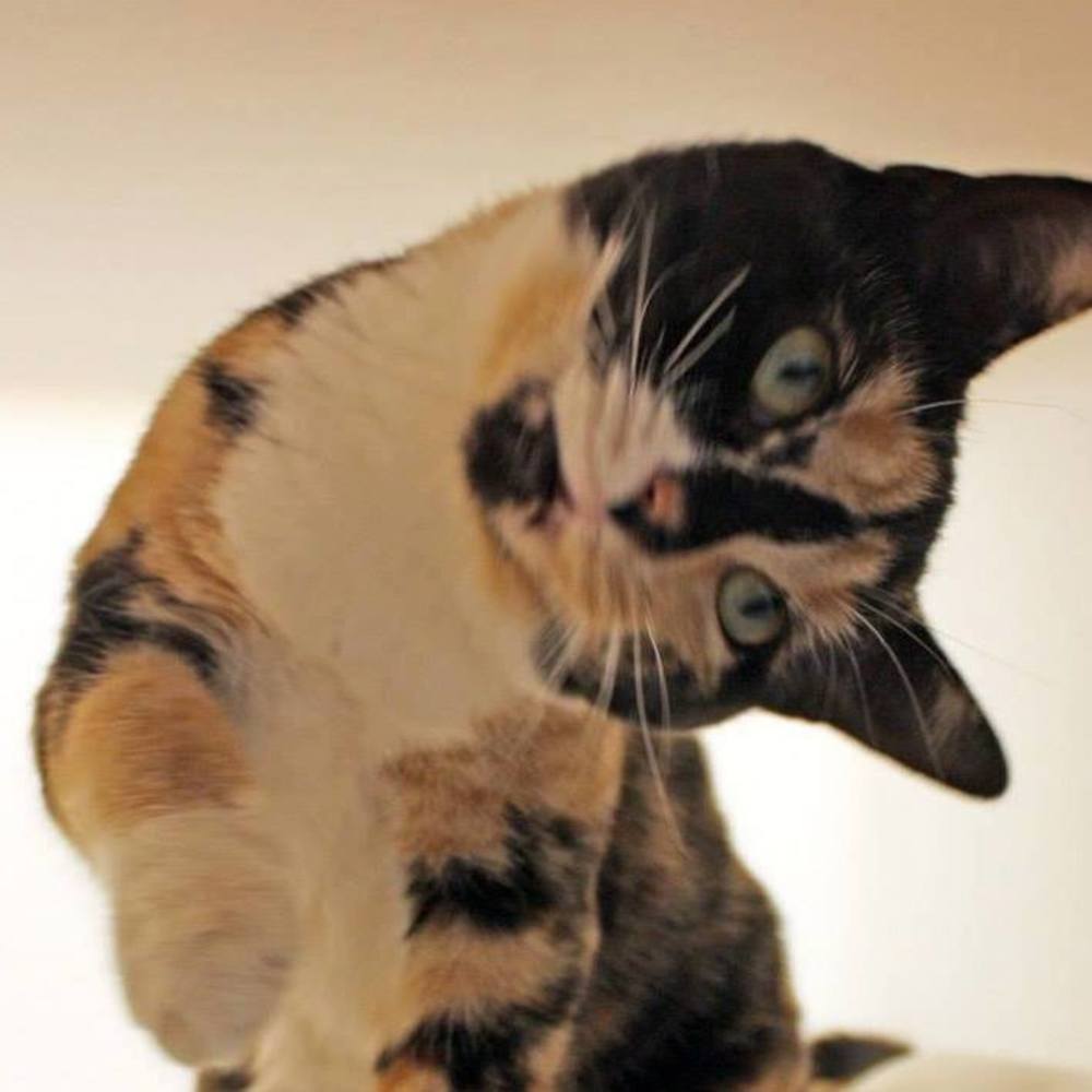 Meet your Posher, Memento