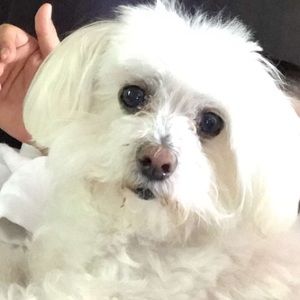 Meet your Posher, Toni