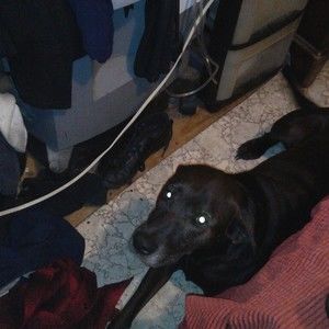 Meet your Posher, Windy