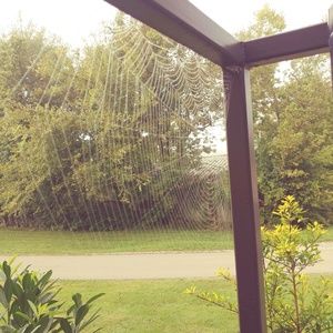 Meet your Posher, Penny