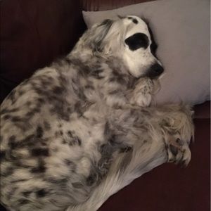 Meet your Posher, Jamie