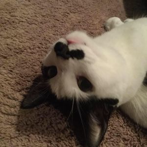 Meet your Posher, Dominic