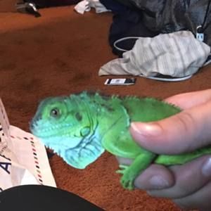 Meet your Posher, Collin