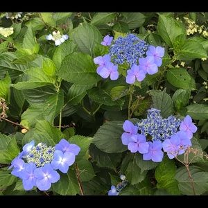 Meet your Posher, Mitsuko