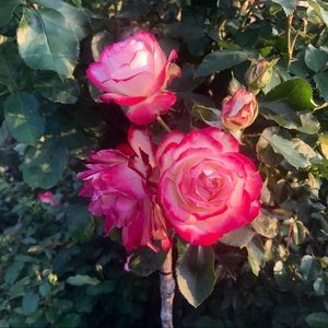 Meet your Posher, Shweta