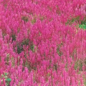 Meet your Posher, Mandi