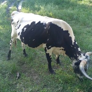 Meet your Posher, Adrian