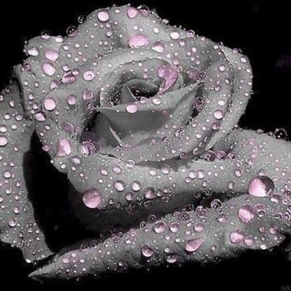 Meet your Posher, Dennisse - Picture 1 of 1